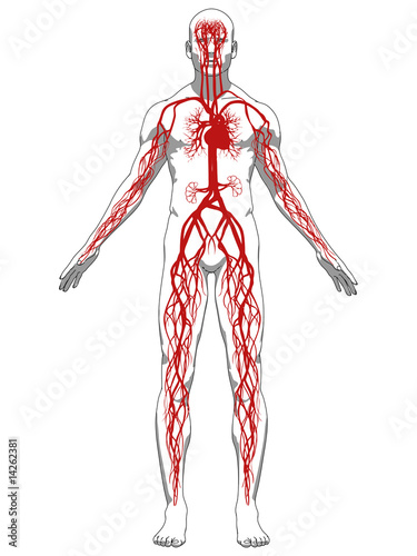 vaskuläres system des menschen