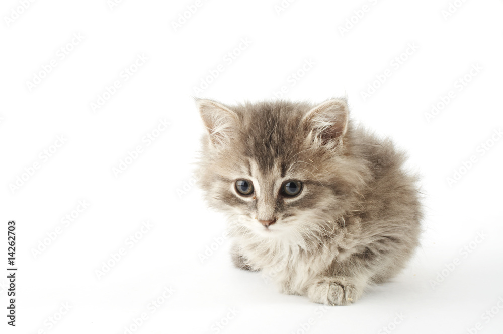 stock Photography of grey kitten