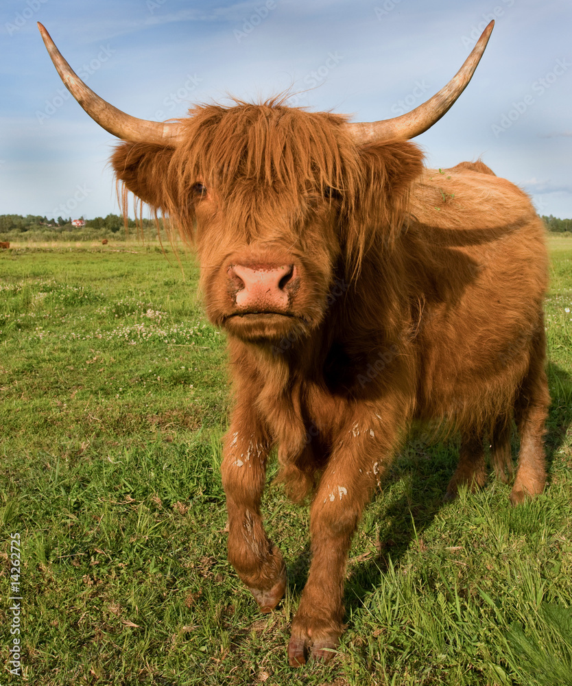 Galloping cow Galloping cow