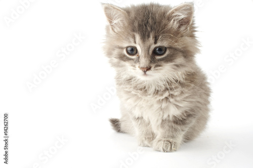 grey  kitten on a white background