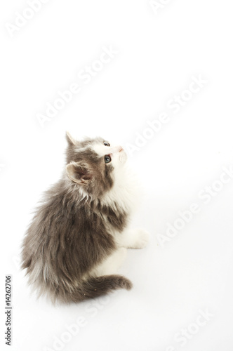 Grey and white kitten on a white background