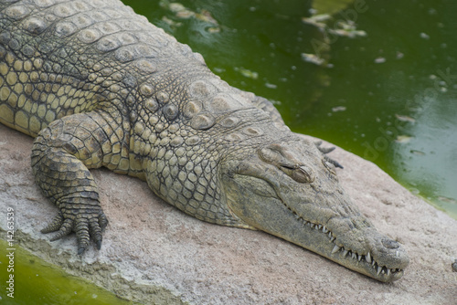 Alligatore del mississipi  Alligator Mississipiensis 