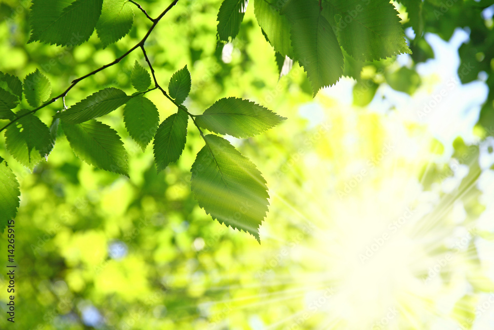 Naklejka premium Fresh verdure in forest