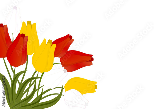 tulpen illustration