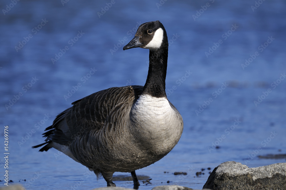 Fototapeta premium canada goose portrait