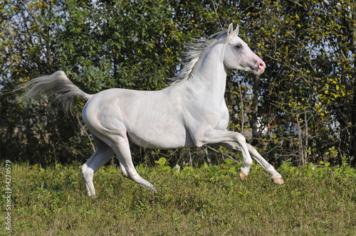 white arabian horse runs gallop