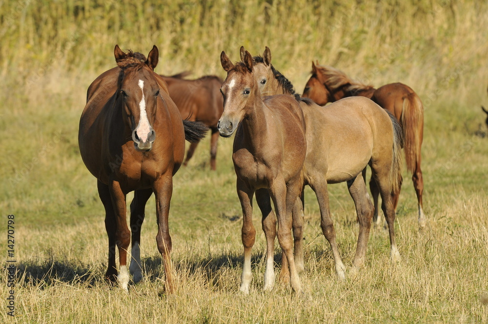 herd arabian horses whith foals herd arabian horses whith foals