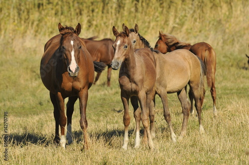herd arabian horses whith foals