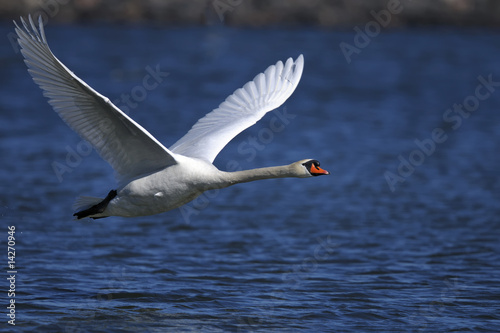 mute swan portrait