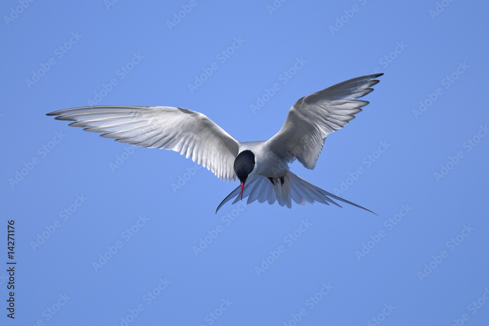 Obraz premium common tern portrait