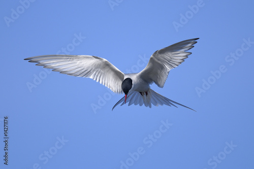 common tern portrait