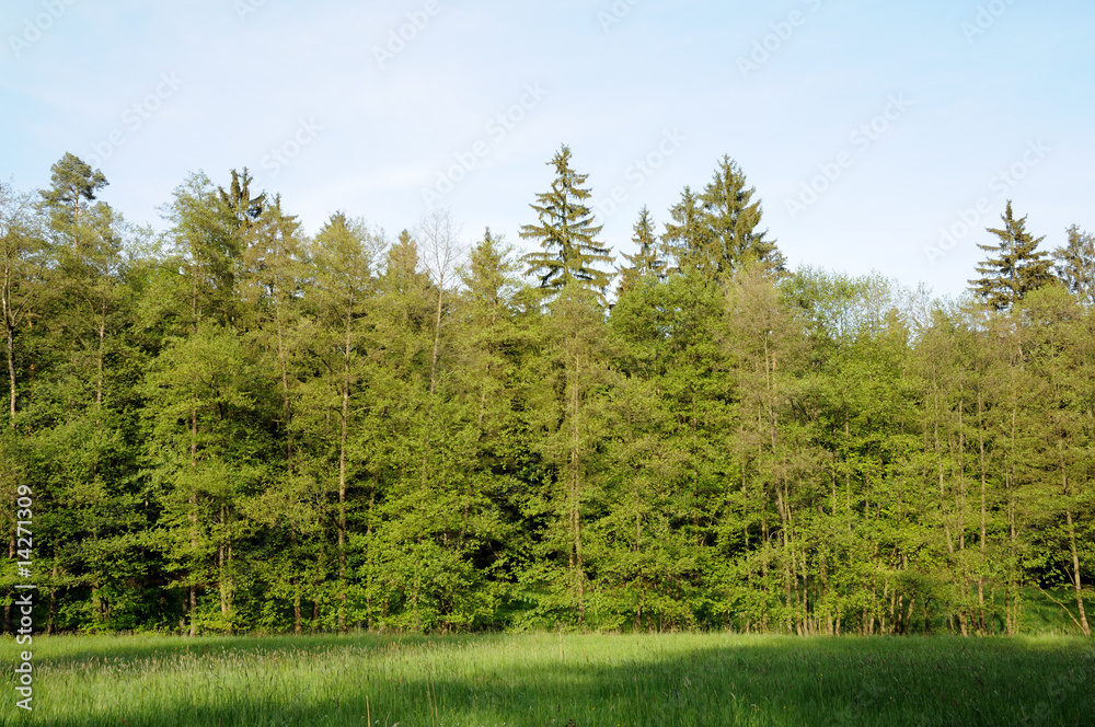 Fototapeta premium Mixed forest in Hesse, Germany