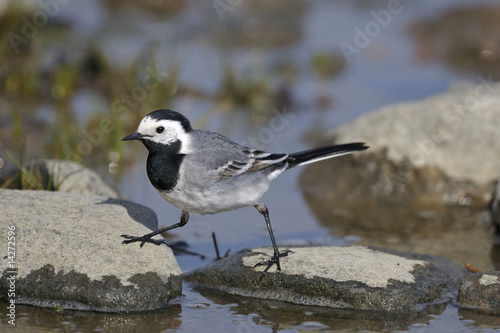 white wagtail portrait