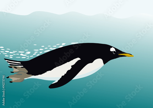 swimming penguin