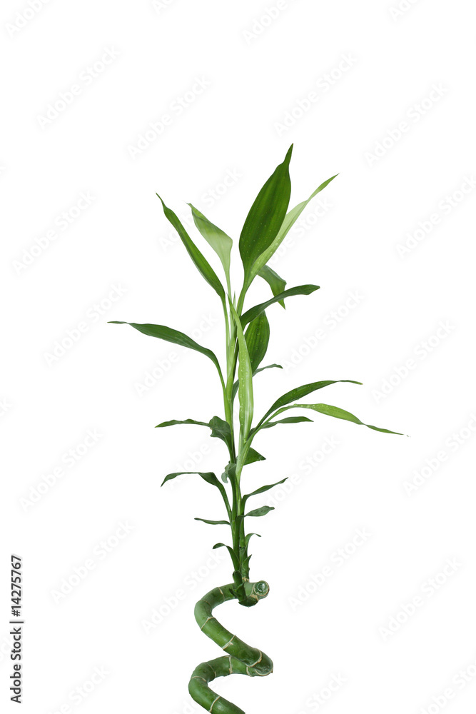 Fototapeta premium lucky bamboo fondo bianco