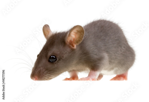 Funny rat isolated on white