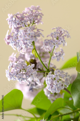 Violet Lilac