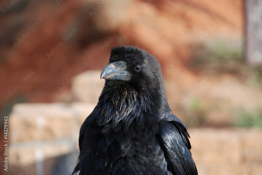 Fototapeta premium Rabe