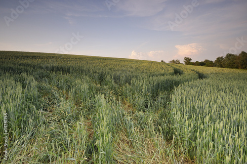 Field on the hill