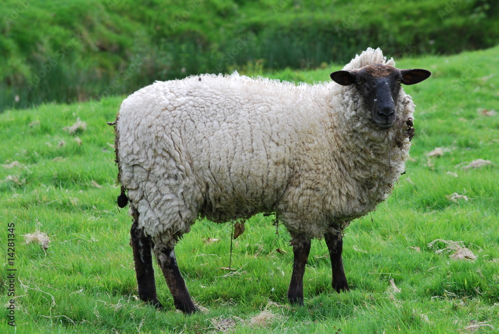 mouton dans un champ