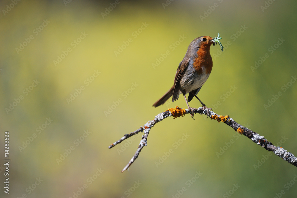 Fototapeta premium Petirrojo