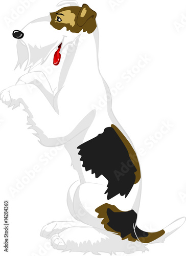 The dog fox-terrier sits on hinder legs, ridiculous, cartoon