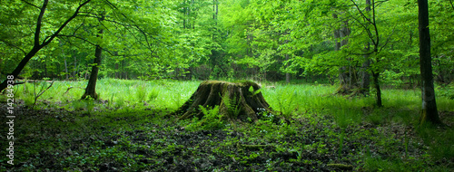 Deciduous stand of Bialowieza Forest in springtime #14284938