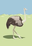 Ostrich proudly walking