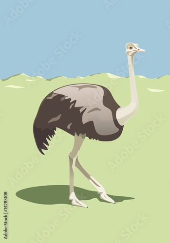 Ostrich proudly walking