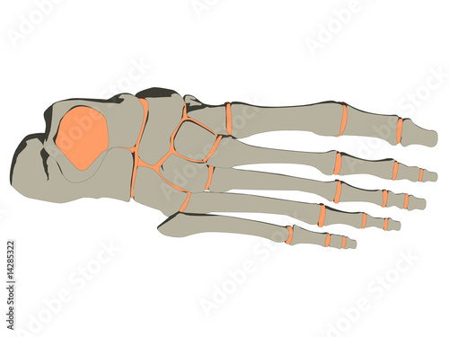 fußskelett des menschen