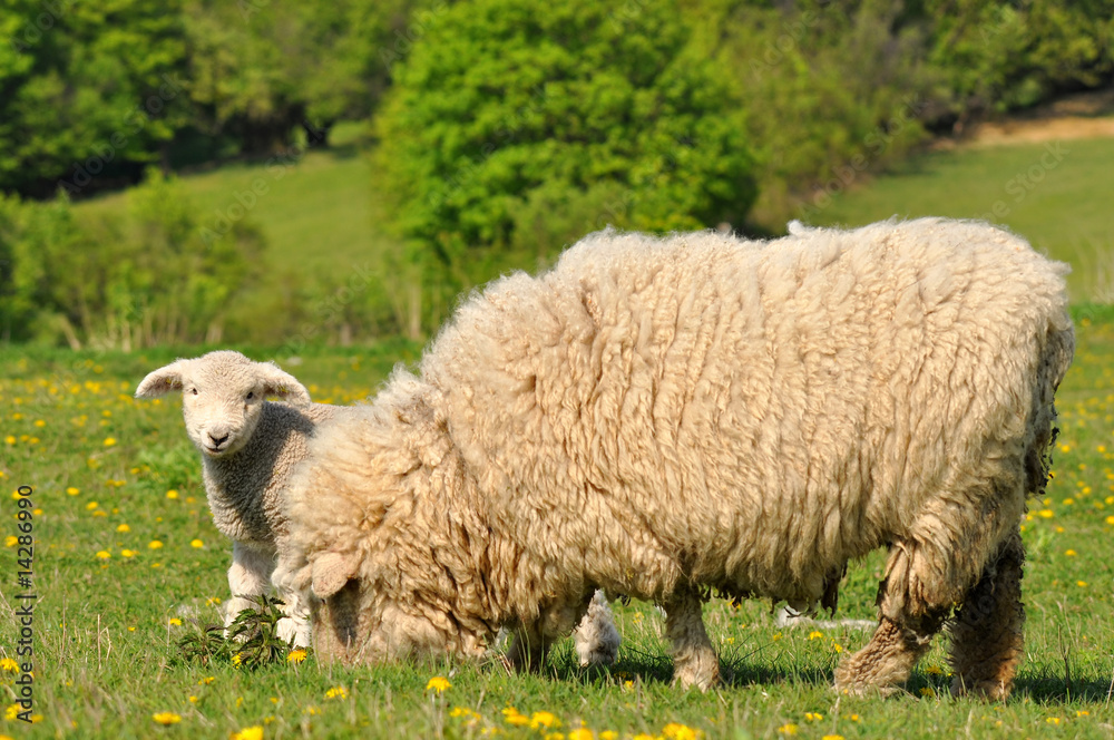 lamb with her mum