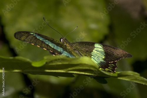 Schmetterling