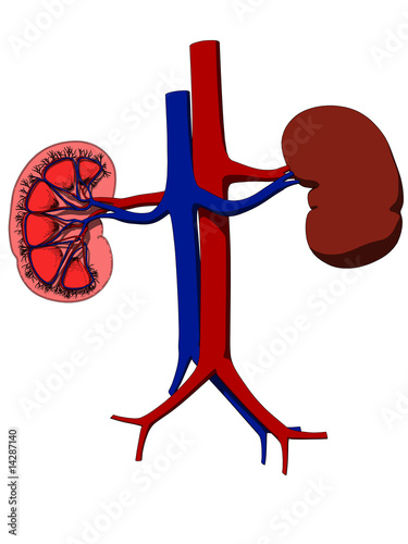 anatomie menschlicher nieren