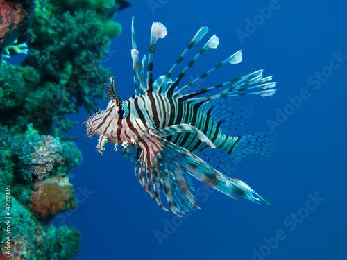 Feuerfisch