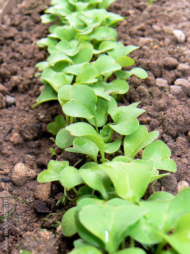 Potager