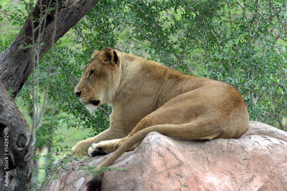 Naklejka premium African Lioness