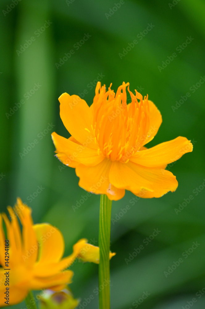 Fototapeta premium Gelbe Blumen