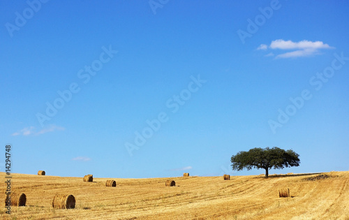 Mediterranean landscape from Alentejo.