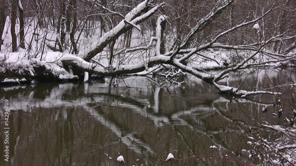 Branches covered by snow tree are lowered in water Branches covered by snow tree are lowered in water