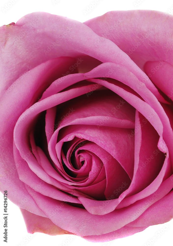 pink isolate rose closeup pink isolate rose closeup