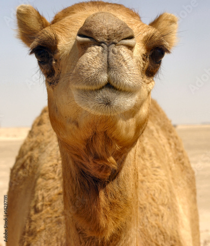 Camel Beauty