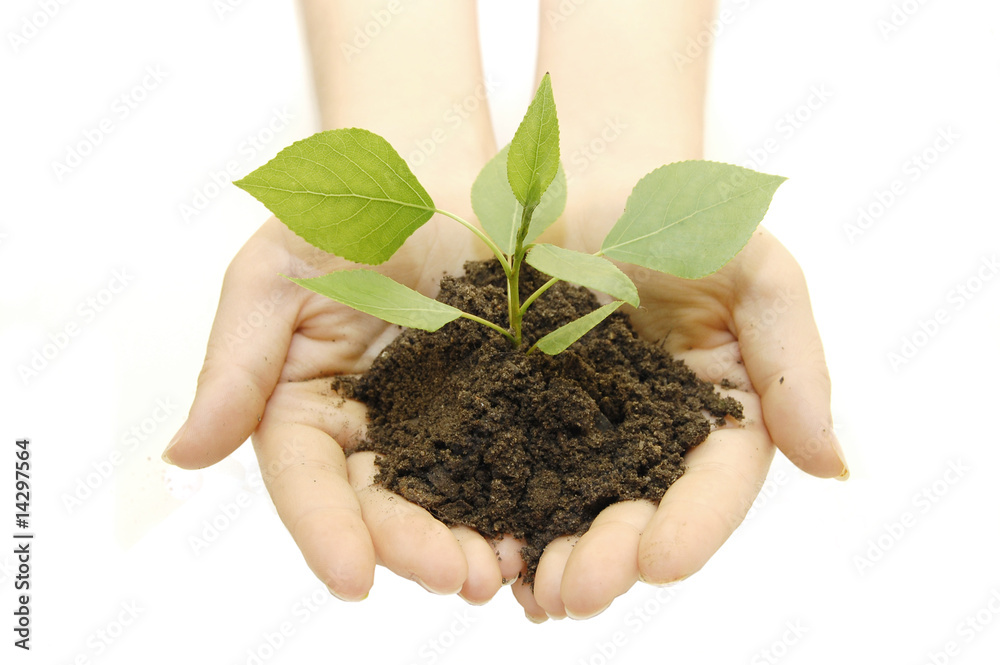 Growing green plant in a hand isolated on white background Growing green plant in a hand isolated on white background