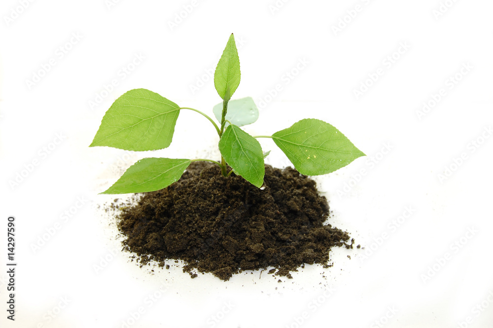 Young plant on a white background Young plant on a white background