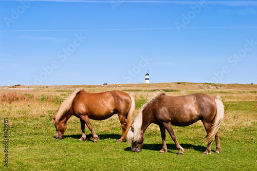 Horses graze