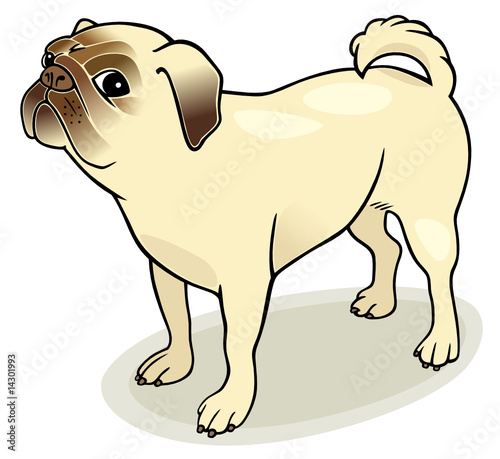 Dog breeds: Pug