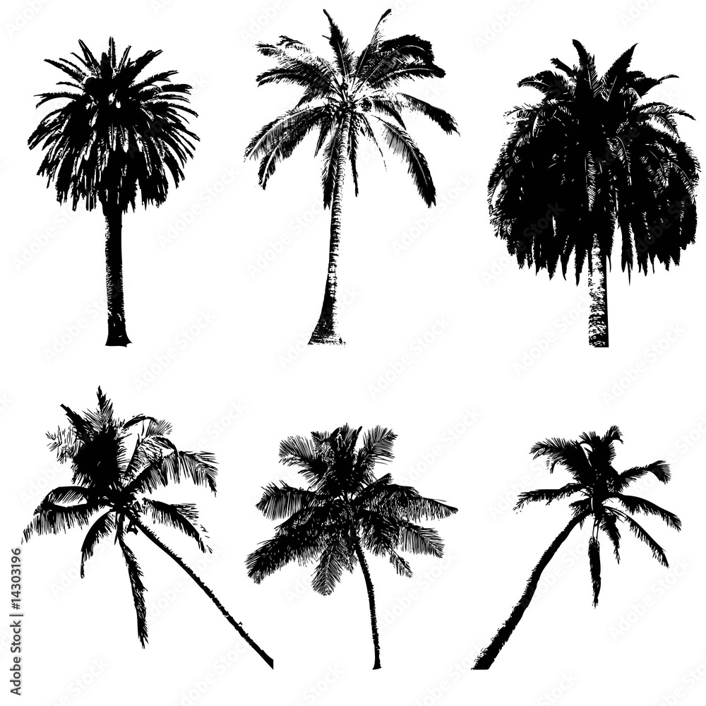 palm collection for your design palm collection for your design