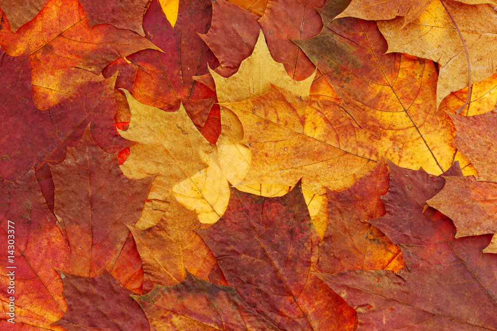 maple leaf background