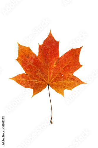 maple leaf