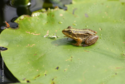 Frosch photo