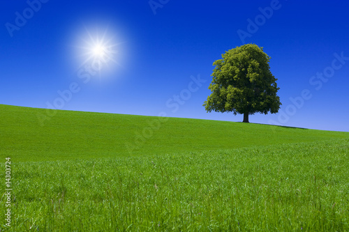 Baum, Wiese, Himmel, Sonne